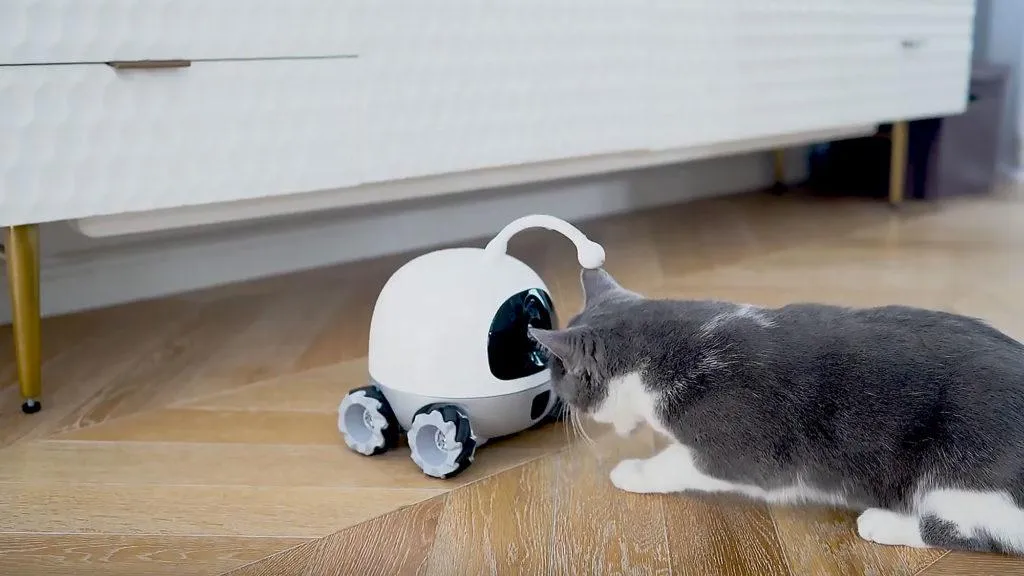 Rocki Robot Rocki Robot