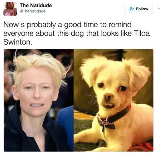 Собака схожа на Тільду Суінтон