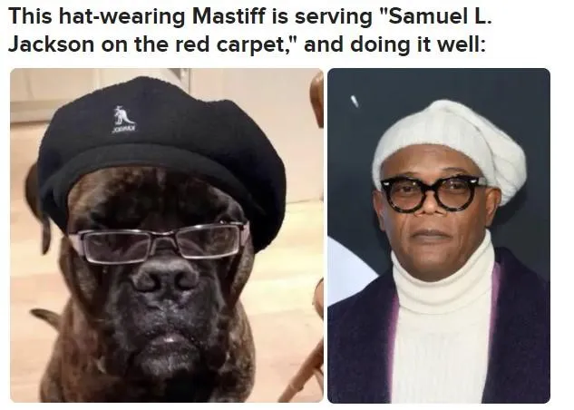 Собака схожий на Семюеля Л. Джексона