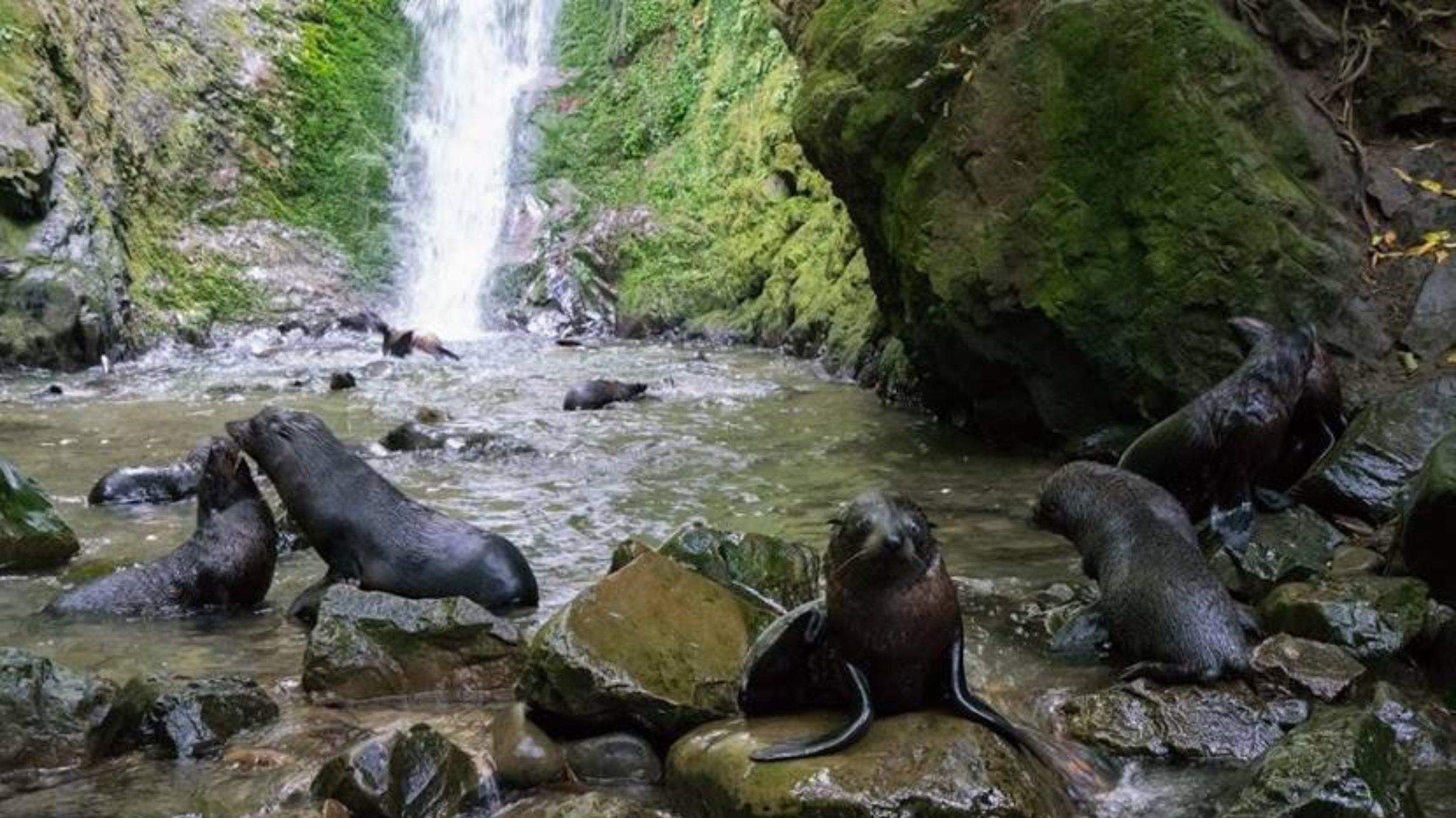 Живописный водопад превратился в ясли для морских котиков