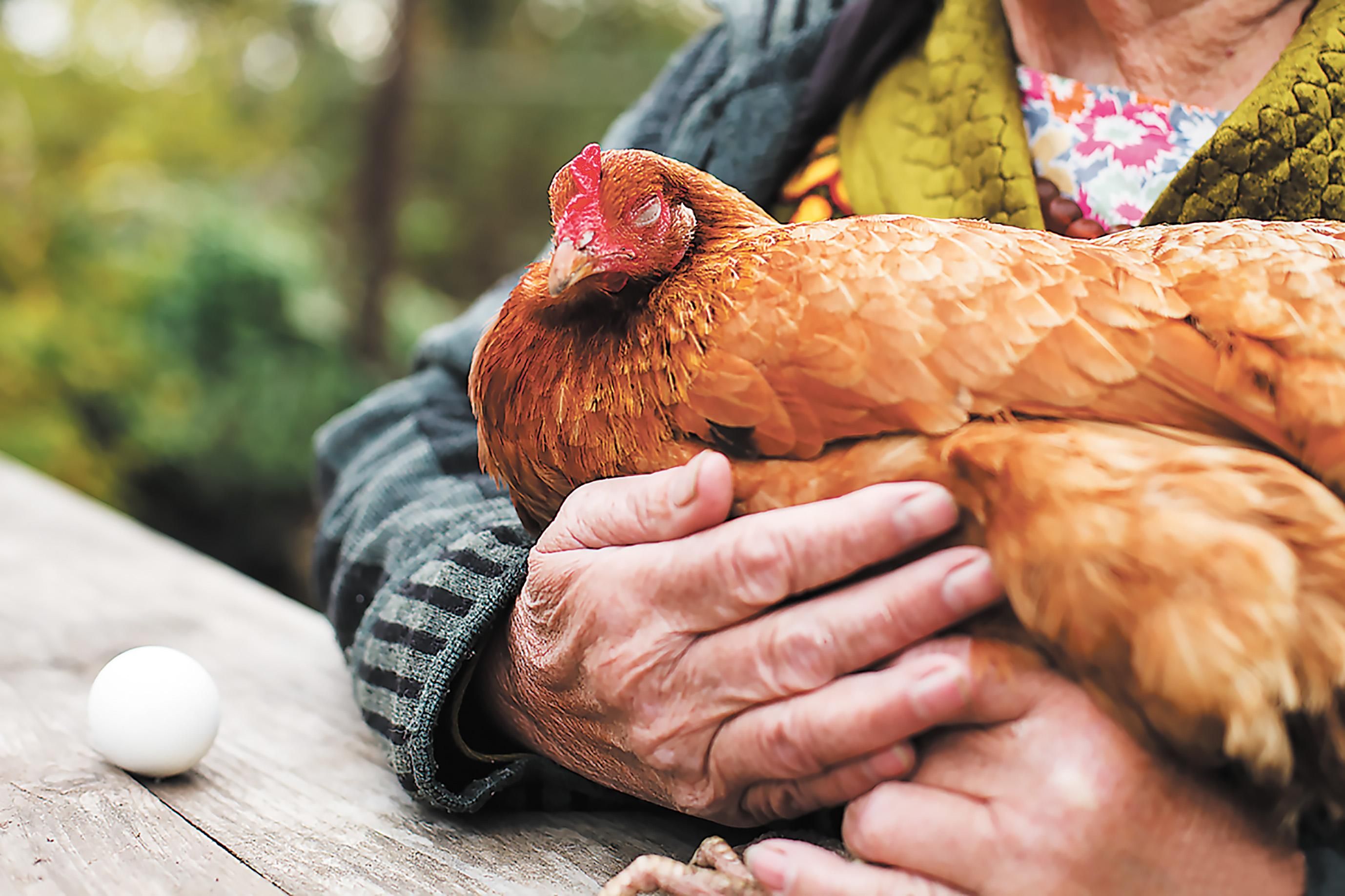 На фабриці у Франції виявили високопатогенний вірус пташиного грипу - 24 Канал На фабриці у Франції виявили високопатогенний вірус пташиного грипу - 24 Канал