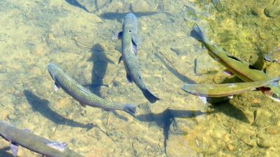 На Буковині чоловік перетворив сміттєзвалище на форелеву ферму