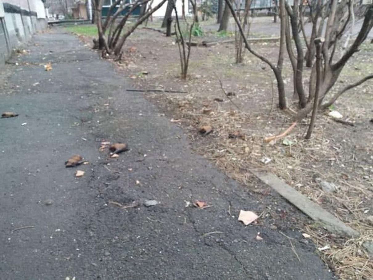 В Днепре неизвестные массово травят летучих мышей: улицы усыпаны телами мертвых животных В Днепре неизвестные массово травят летучих мышей: улицы усыпаны телами мертвых животных
