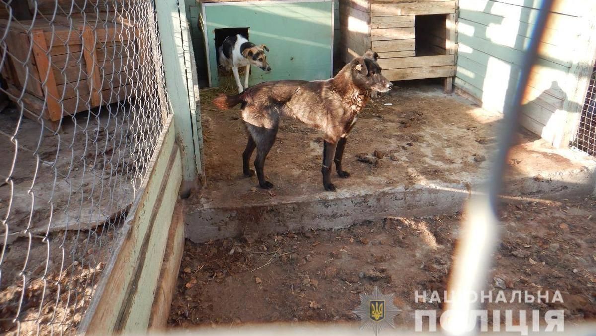 За смерть и мучения животных: владелице псевдоприюта под Киевом грозит до 3 лет тюрьмы За смерть и мучения животных: владелице псевдоприюта под Киевом грозит до 3 лет тюрьмы