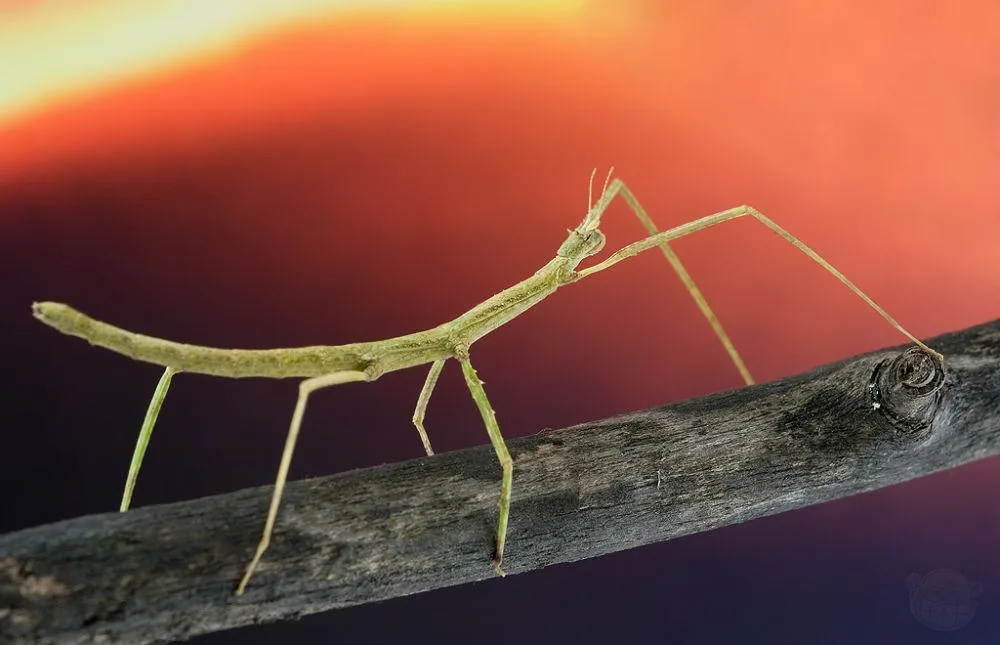 Всемирный день домашних животных Всемирный день домашних животных