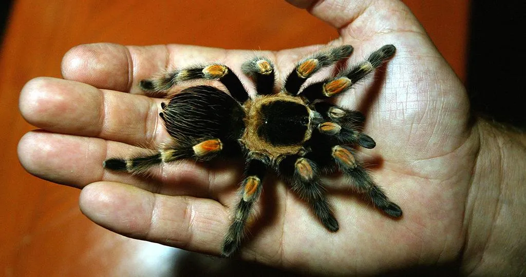 Всемирный день домашних животных Всемирный день домашних животных