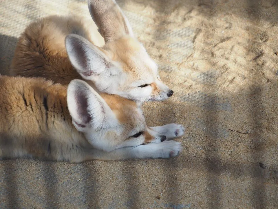 Всемирный день домашних животных Всемирный день домашних животных