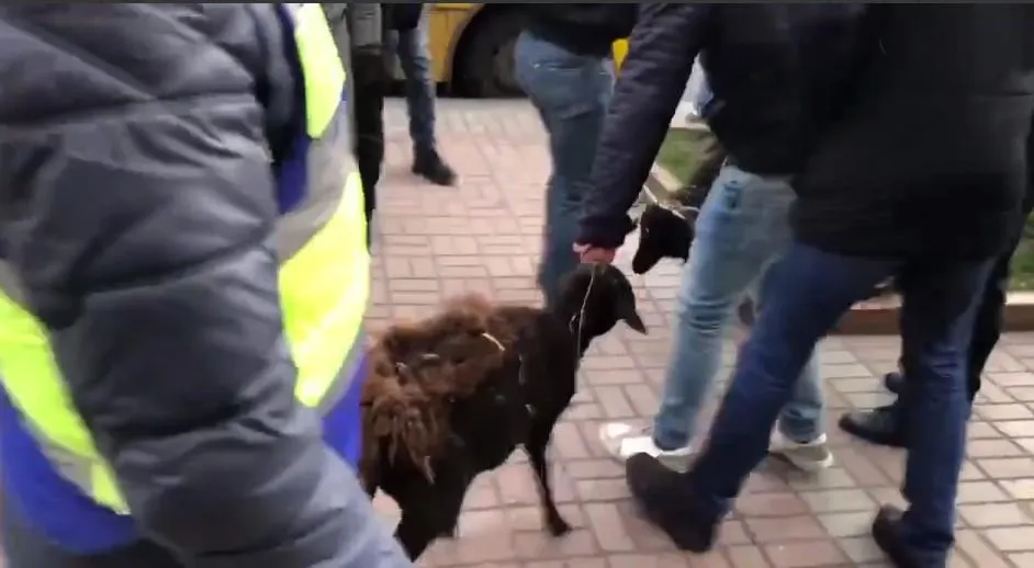 Вівці на Хрещатику, акція протесту, жорстоке поводження з тваринами Вівці на Хрещатику, акція протесту, жорстоке поводження з тваринами