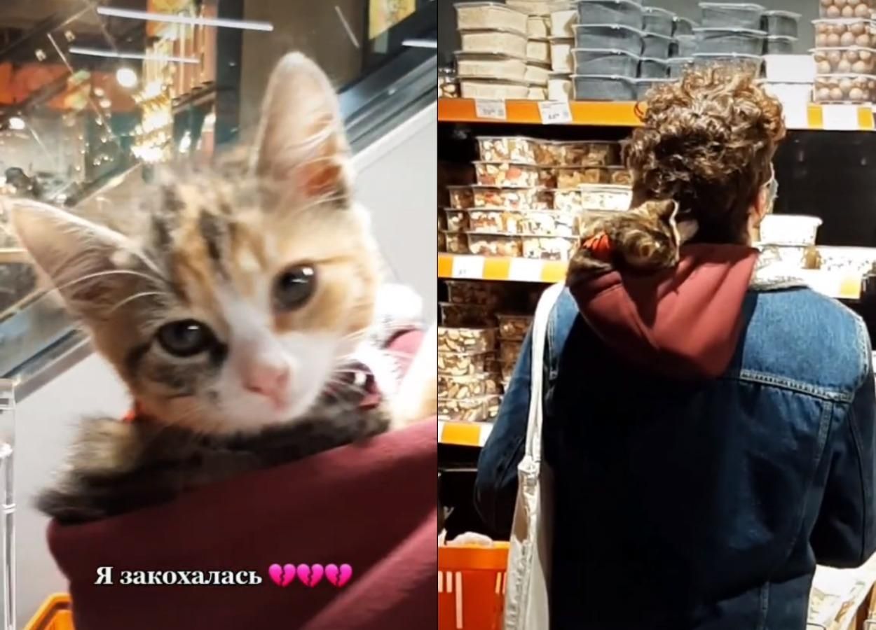 Пушистое чудо в капюшоне: львовянин пошел в супермаркет вместе с котенком – забавное видео Пушистое чудо в капюшоне: львовянин пошел в супермаркет вместе с котенком – забавное видео