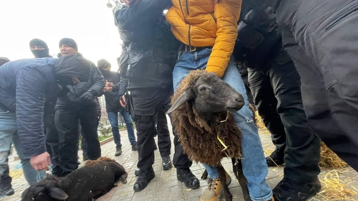 Полиция и митингующие жестоко поиздевались над овцами на дикой акции на Крещатике