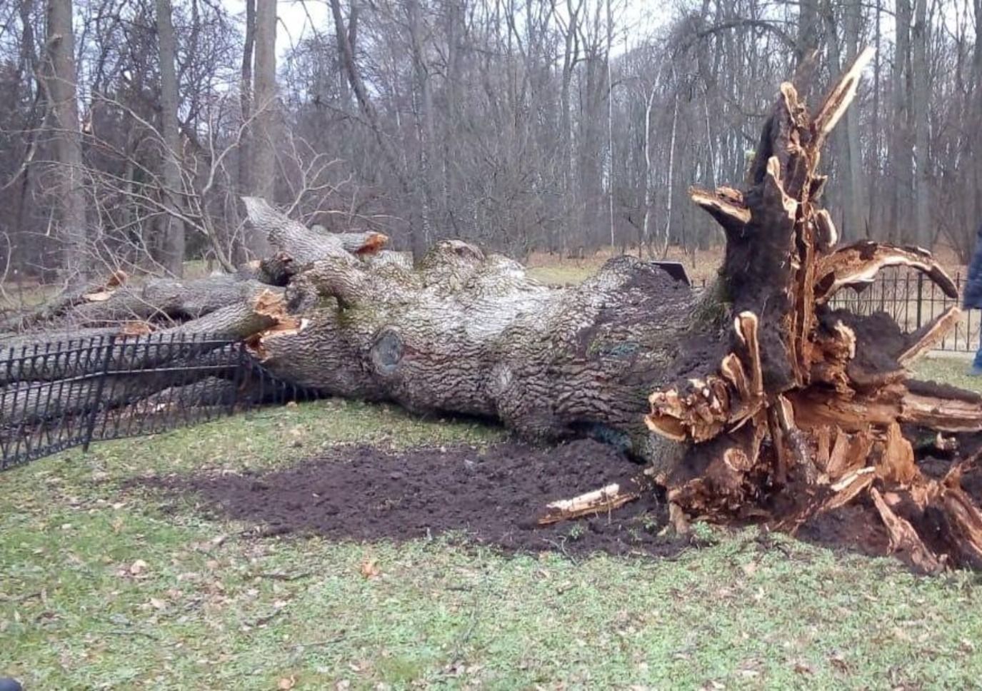 Ураган повалил "дуб Тургенева" – главное дерево России