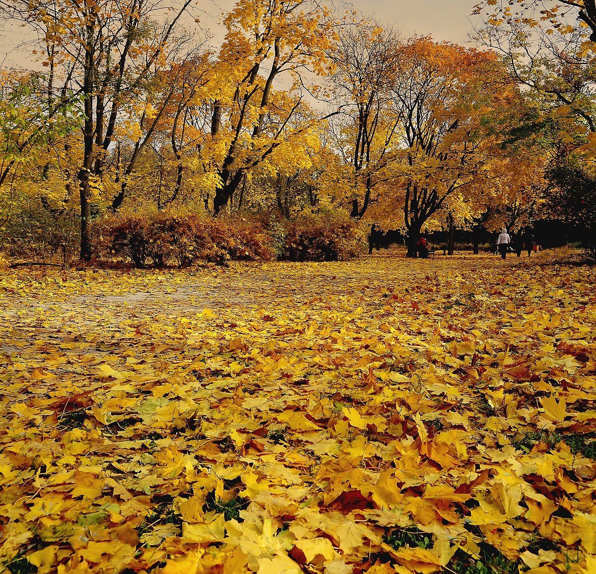 Листопад у Києві став одним із найтепліших з 1881 року - Новини Києва - Київ Листопад у Києві став одним із найтепліших з 1881 року - Новини Києва - Київ