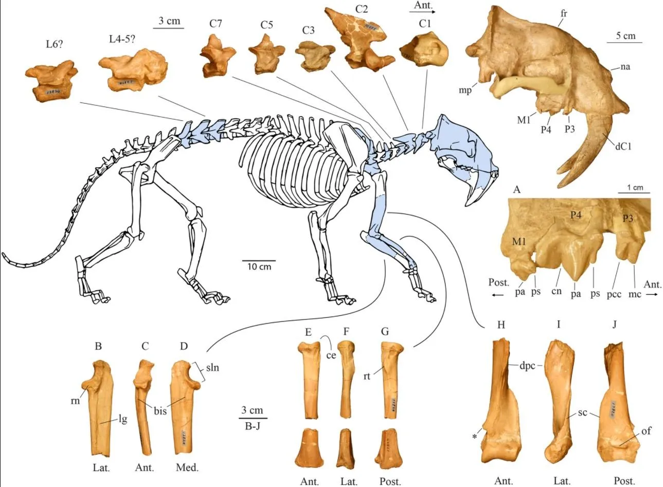 Eusmilus adelos