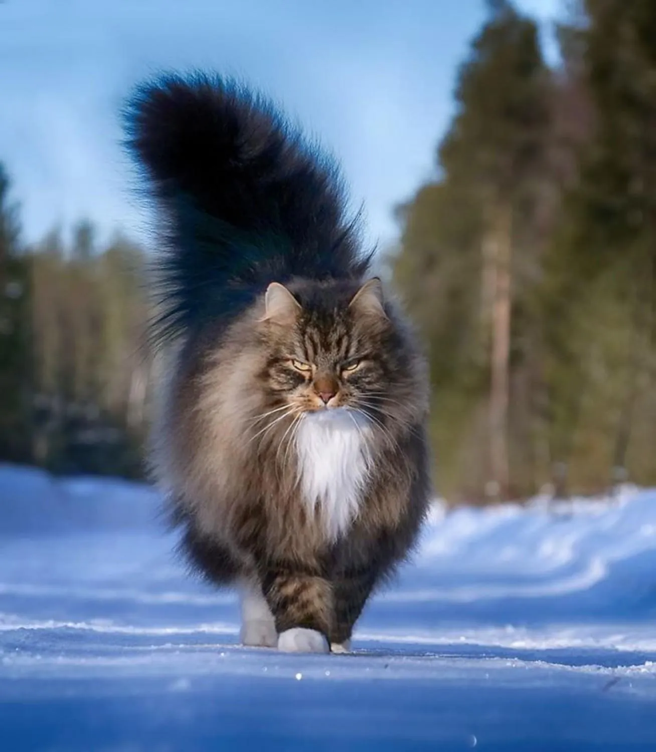 Лесная кошка купить. Норвежская длинношерстная Лесная кошка. Норвежская Лесная Норвежские Лесные кошки. Норвежская Лесная кошка скоггкэт. Норвежский Лесной кот биколор.