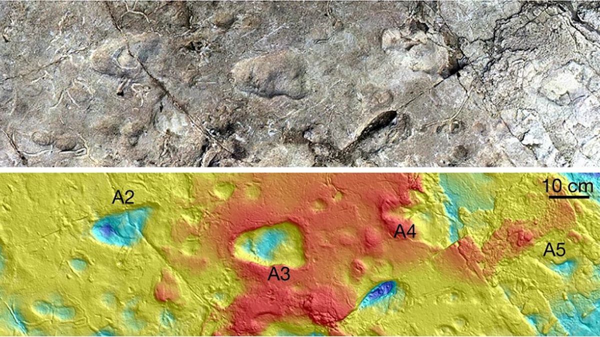 Думали, що ведмеді, а виявилися "люди": найдавніші свідчення прямоходіння наших пращурів - Новини технологій - Техно Думали, що ведмеді, а виявилися "люди": найдавніші свідчення прямоходіння наших пращурів - Новини технологій - Техно