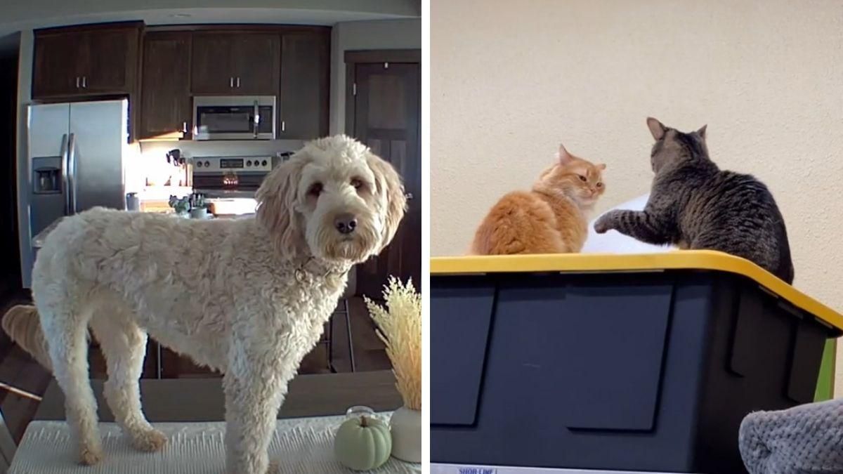 Назвали 13 лучших видео года с домашними животными: рейтинг журнала Daily Paws