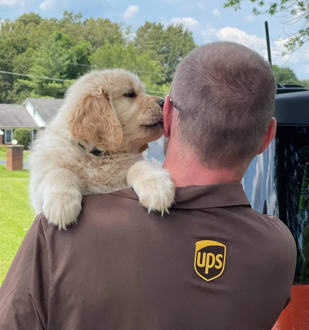 Поштарі дружать із собаками Поштарі дружать із собаками