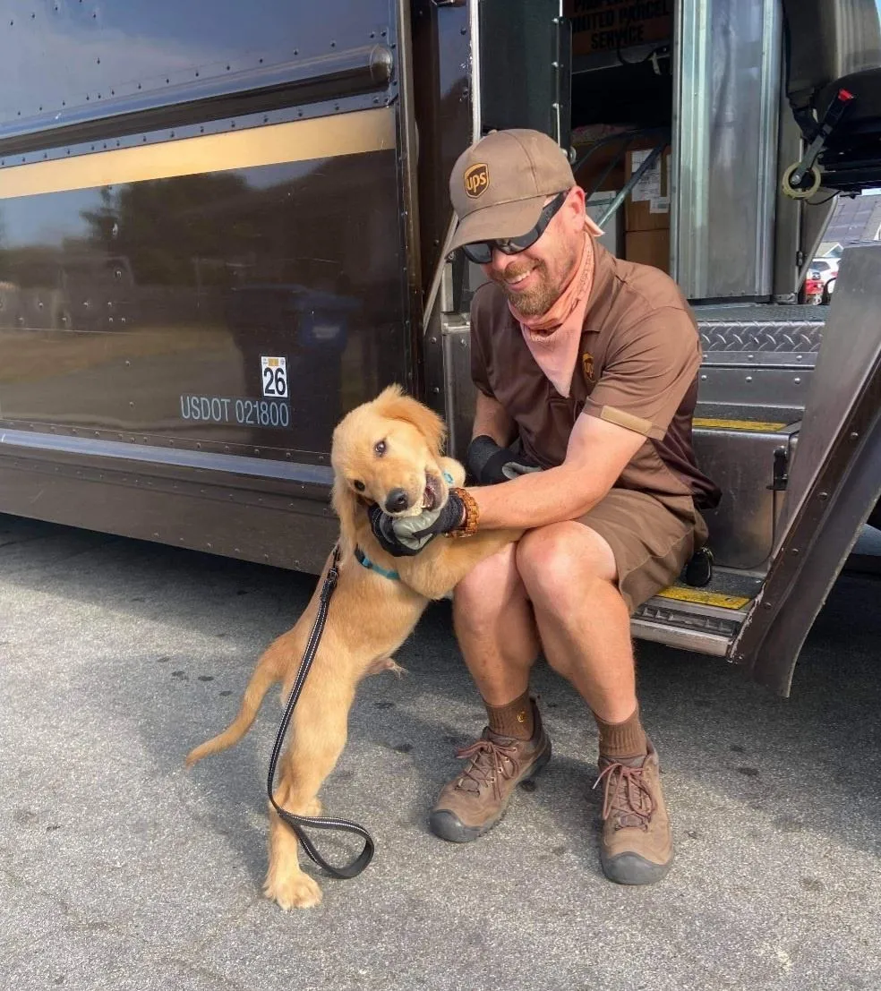 Поштарі дружать із собаками Поштарі дружать із собаками
