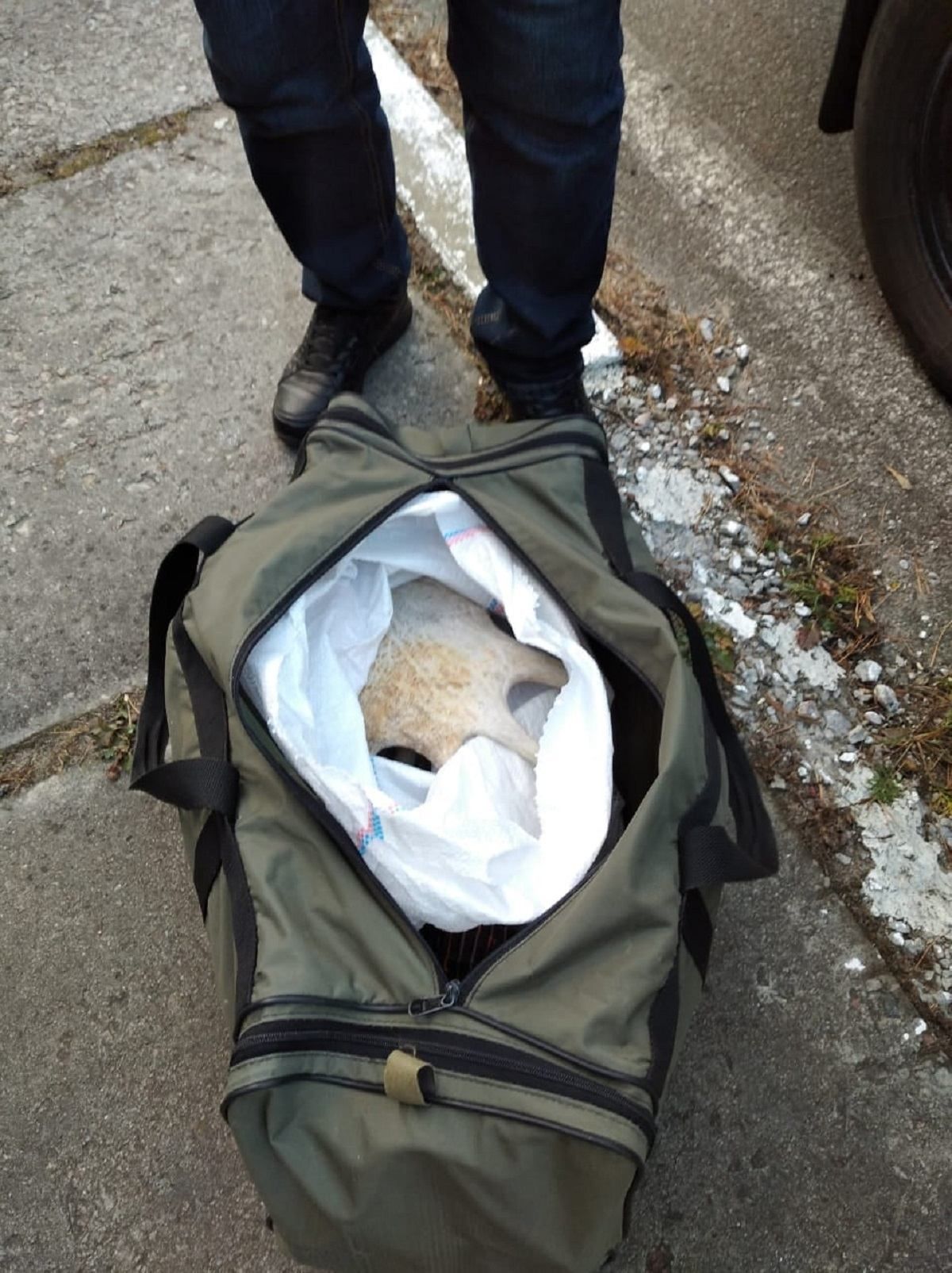 На Вишгородщині затримали чоловіка, який вивіз роги лося із зони відчуження - Київ На Вишгородщині затримали чоловіка, який вивіз роги лося із зони відчуження - Київ