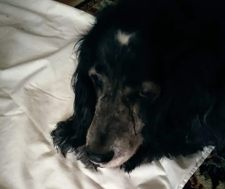 Пішла гуляти із собакою і зникла: поліція шукає 34-річну львів'янку Пішла гуляти із собакою і зникла: поліція шукає 34-річну львів'янку