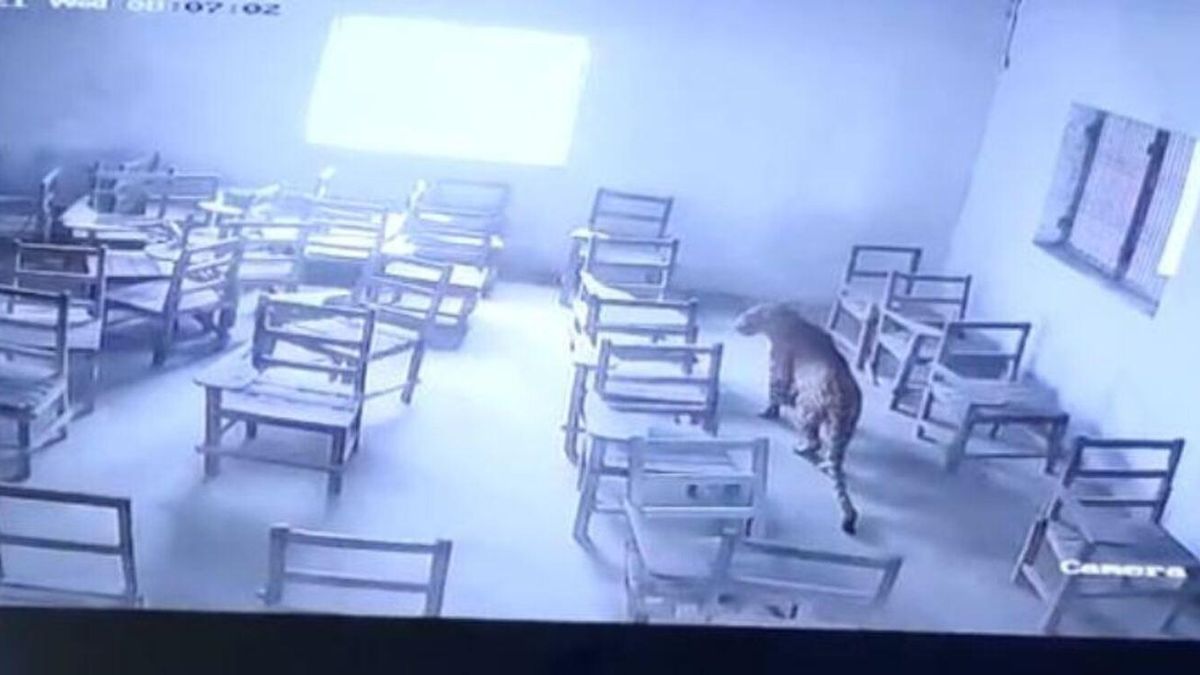В Індії леопард увірвався до шкільного класу й напав на учня: відео з камери спостереження - 24 Канал