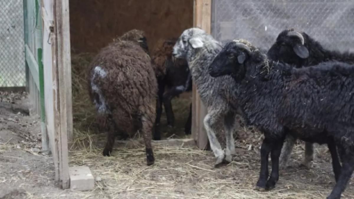 Проблеми з копитами та паразити: у Київському зоопарку розповіли про вилучених під КМДА тварин - Київ Проблеми з копитами та паразити: у Київському зоопарку розповіли про вилучених під КМДА тварин - Київ