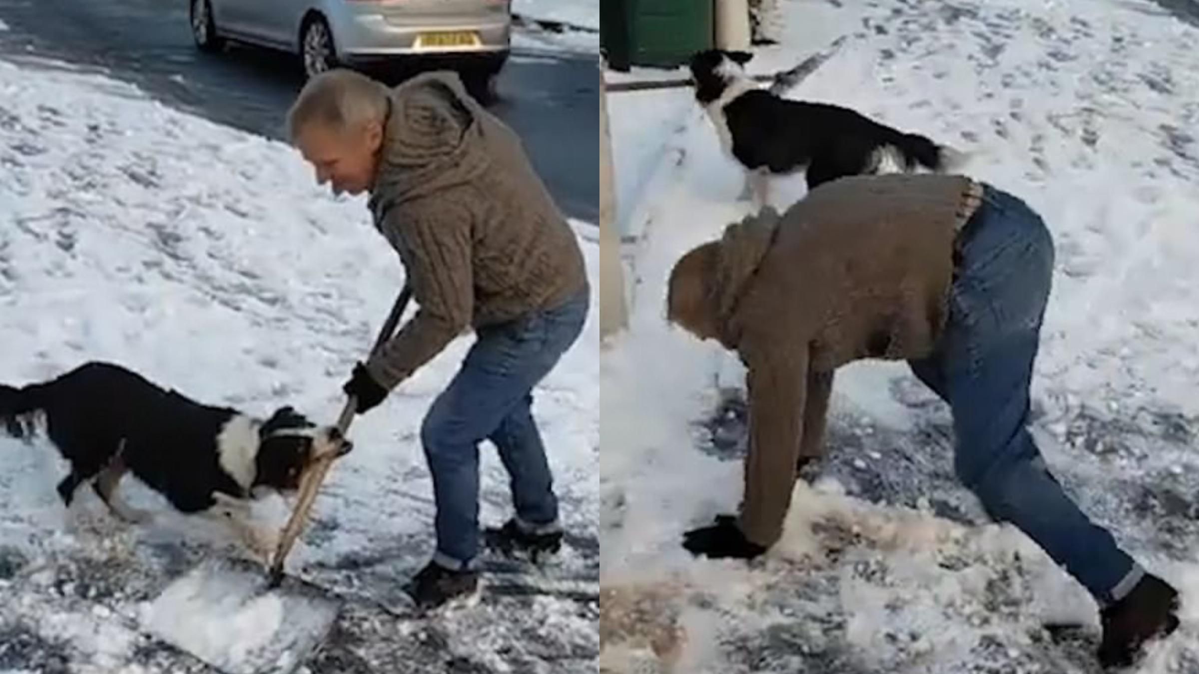 Отняла у хозяина лопату и убежала: собака забавно требовала внимание