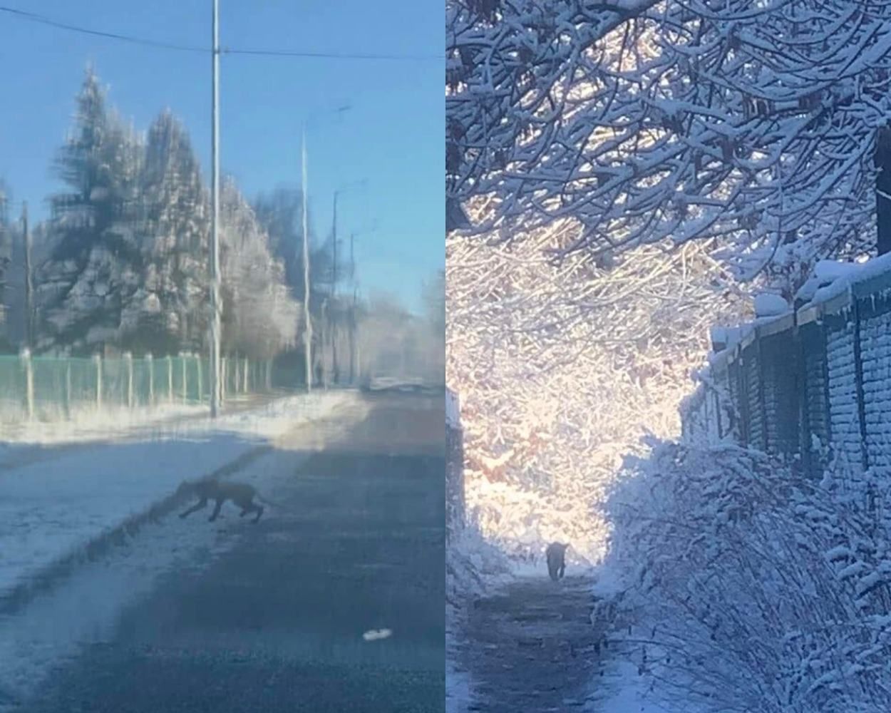 Біля львівського дитячого садочка бігала голодна лисиця: відео з місця події - Новини Львова - Львів