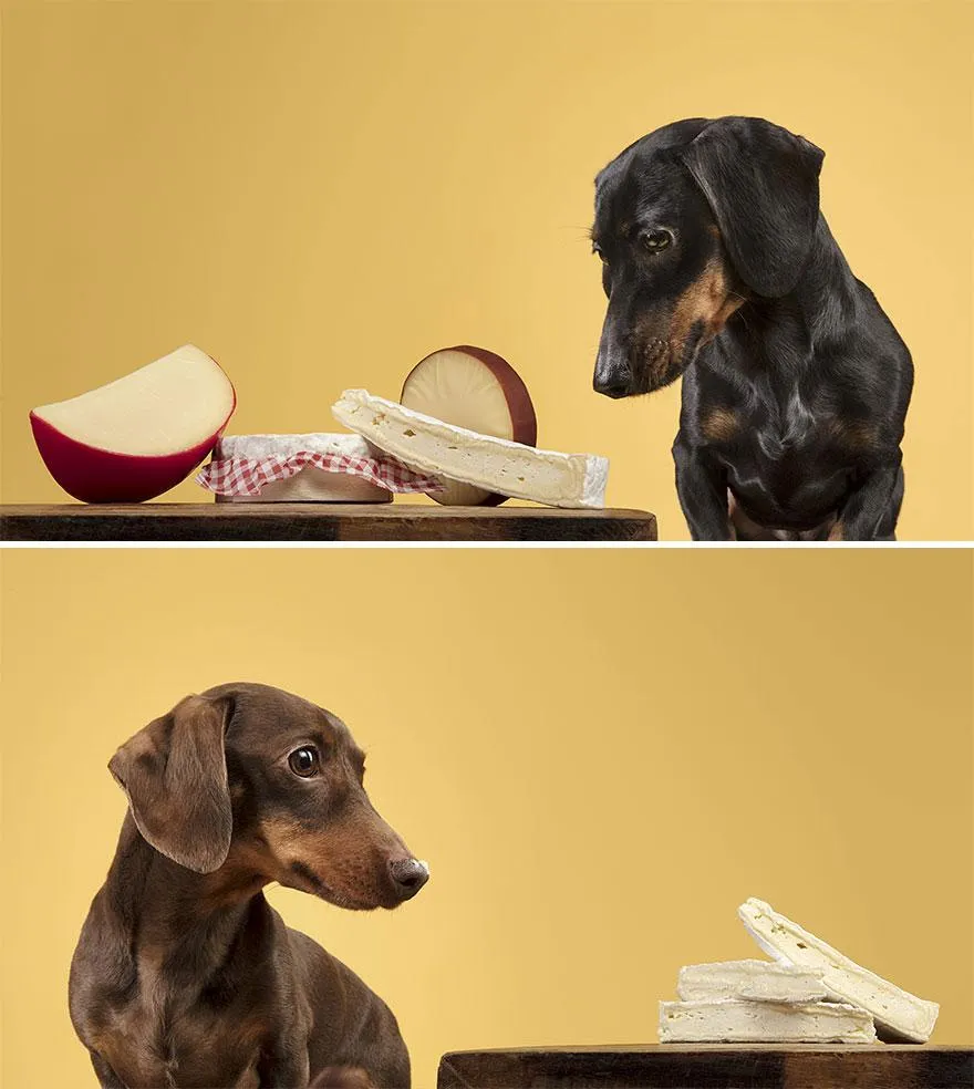 Собаки кумедно реагують на їжу