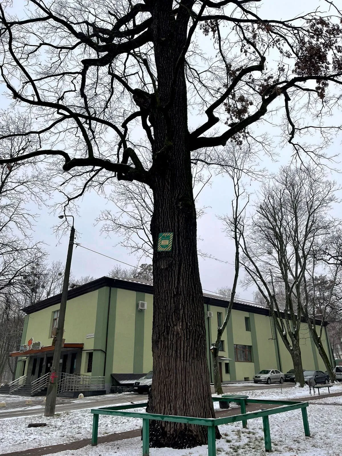 лікування вікових дубів у Києві лікування вікових дубів у Києві