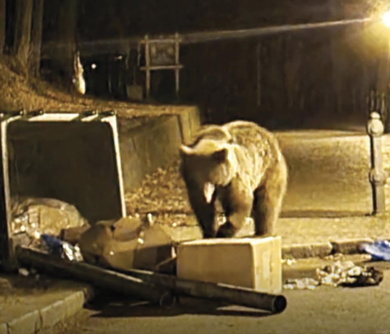 В Румынии на украинских туристов напала медведица В Румынии на украинских туристов напала медведица