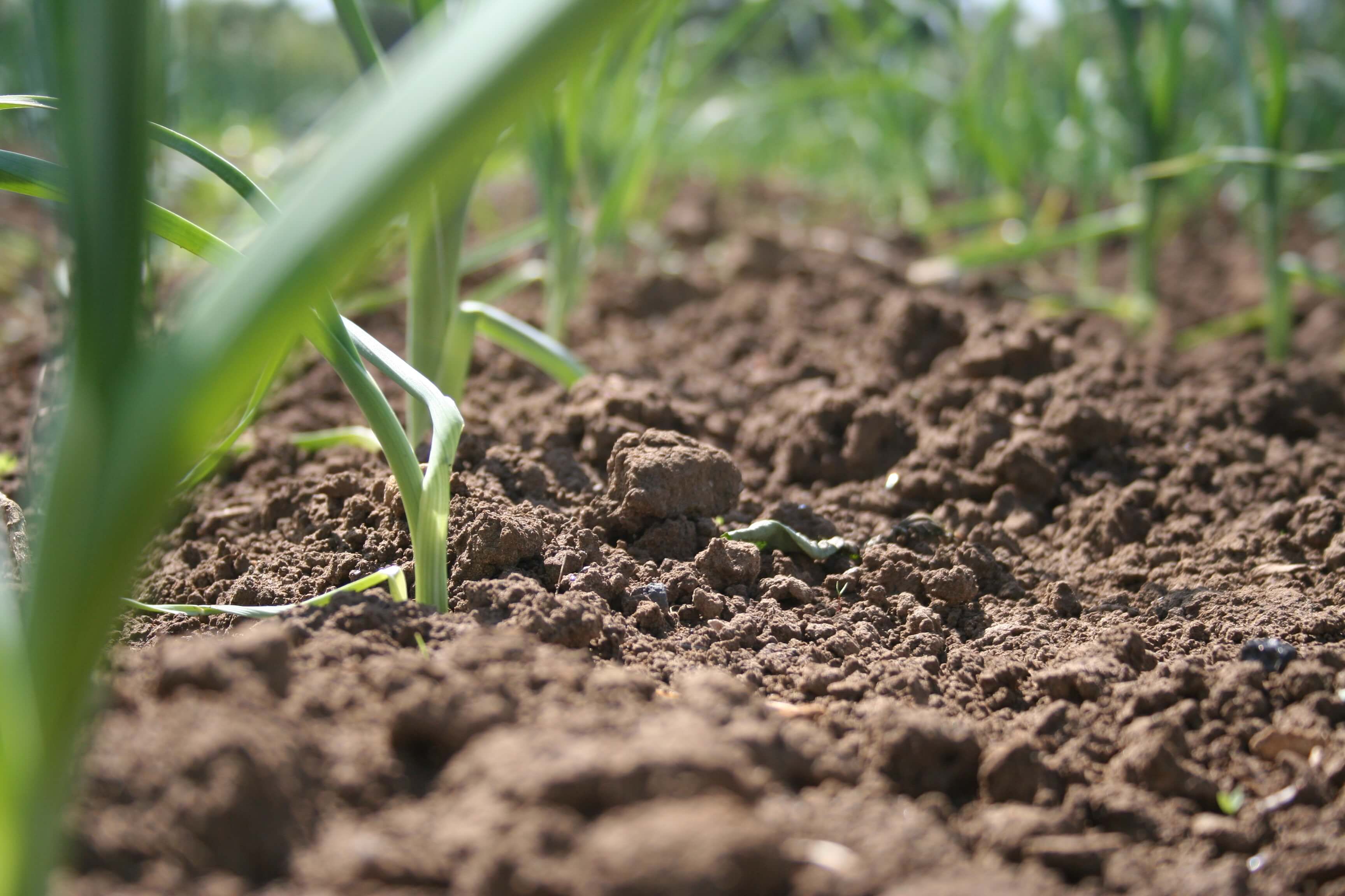 Чрезмерная распашка земель в Украине приводит к снижению плодородия почвы, – экологи - Украина новости - 24 Канал