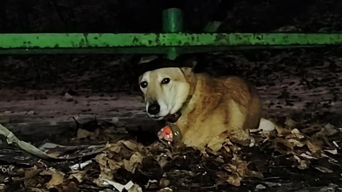 Жінка поїхала за кордон та залишила собаку прив'язаним у київському парку - Київ