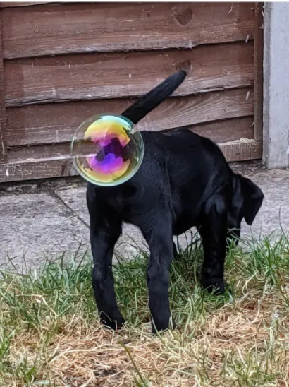 Самое забавное фото домашнего животного 2021 Самое забавное фото домашнего животного 2021