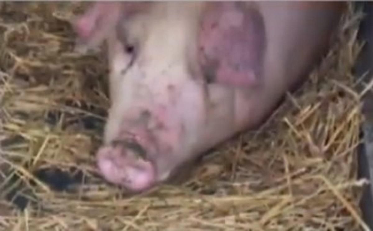 "Купола" на свинье были хайпом: зоозащитники узнали, как снимали видео в тату-салоне