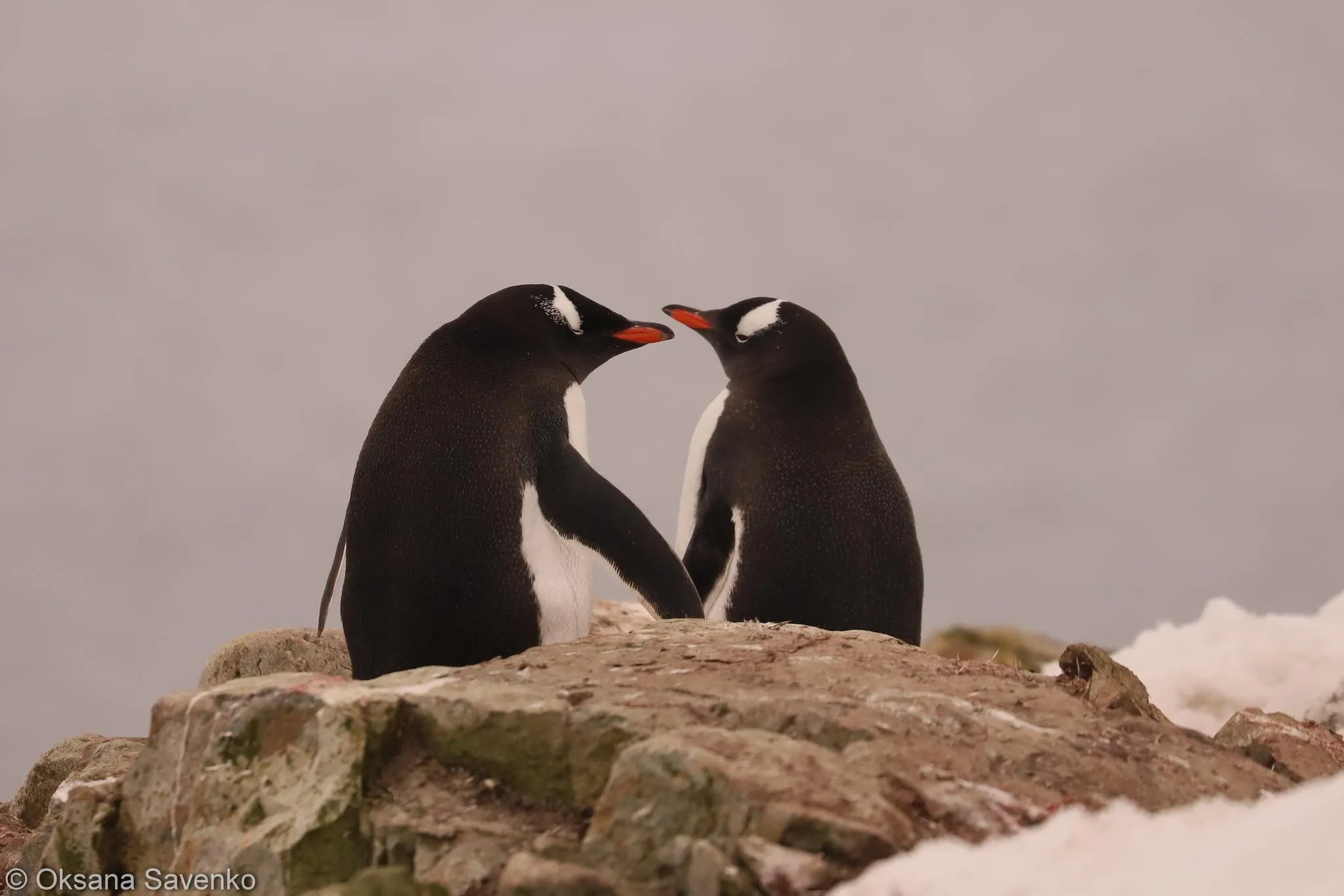 У пингвинов появились первые малыши