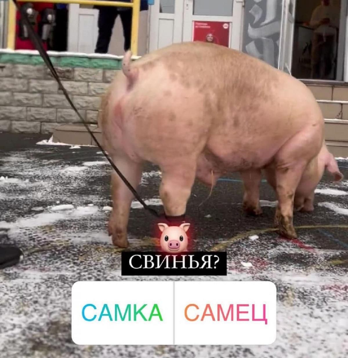 В громкое дело с "татуированной" свиньей вмешалась полиция В громкое дело с "татуированной" свиньей вмешалась полиция