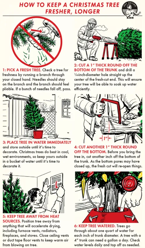Інфографіка, як доглядати за живою ялинкою Інфографіка, як доглядати за живою ялинкою