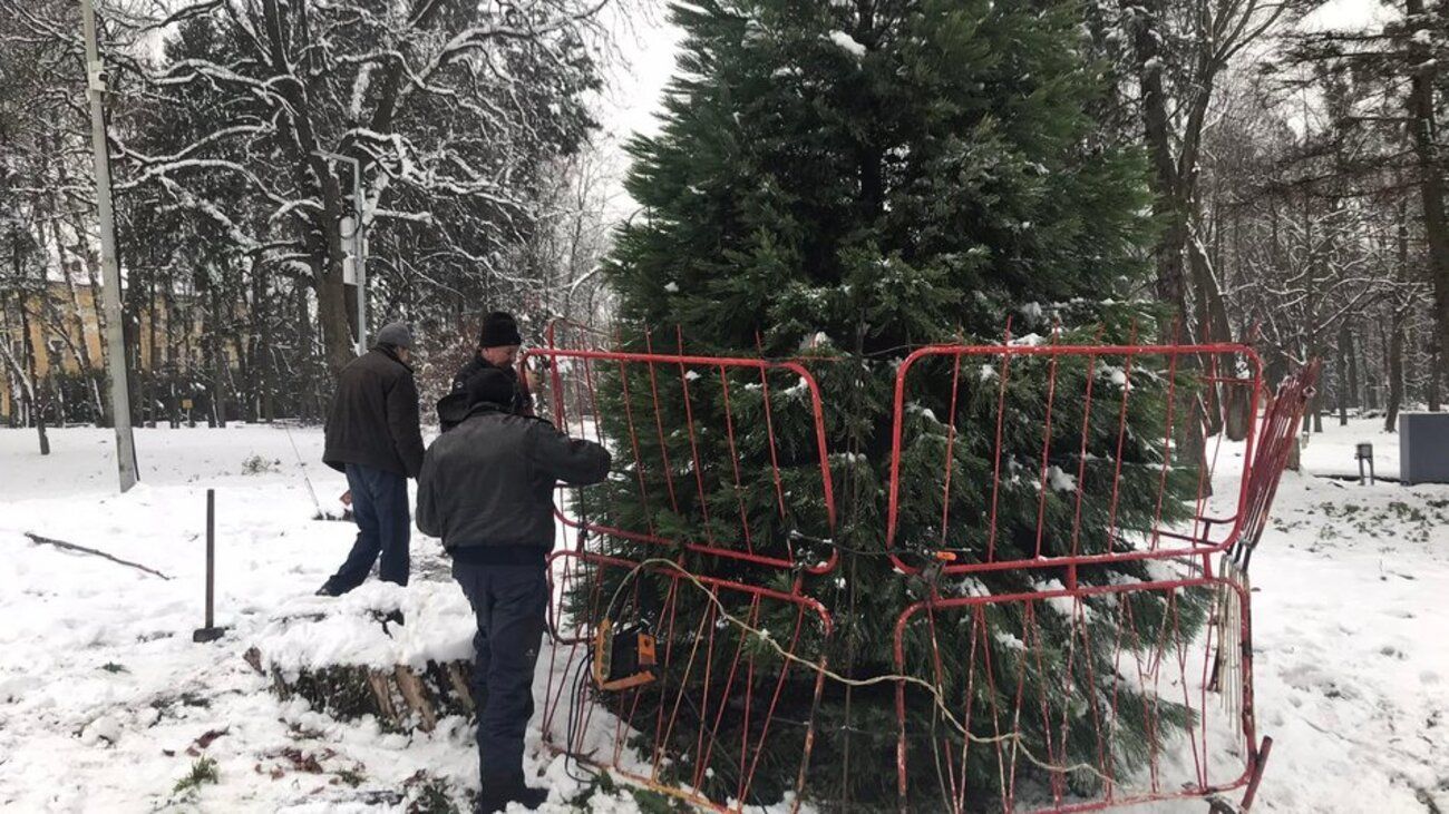 "От воров": во Львовском парке культуры елки огородили решеткой
