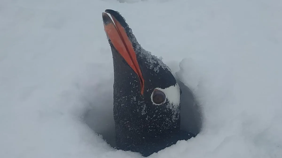 Пінгвінів замело снігом