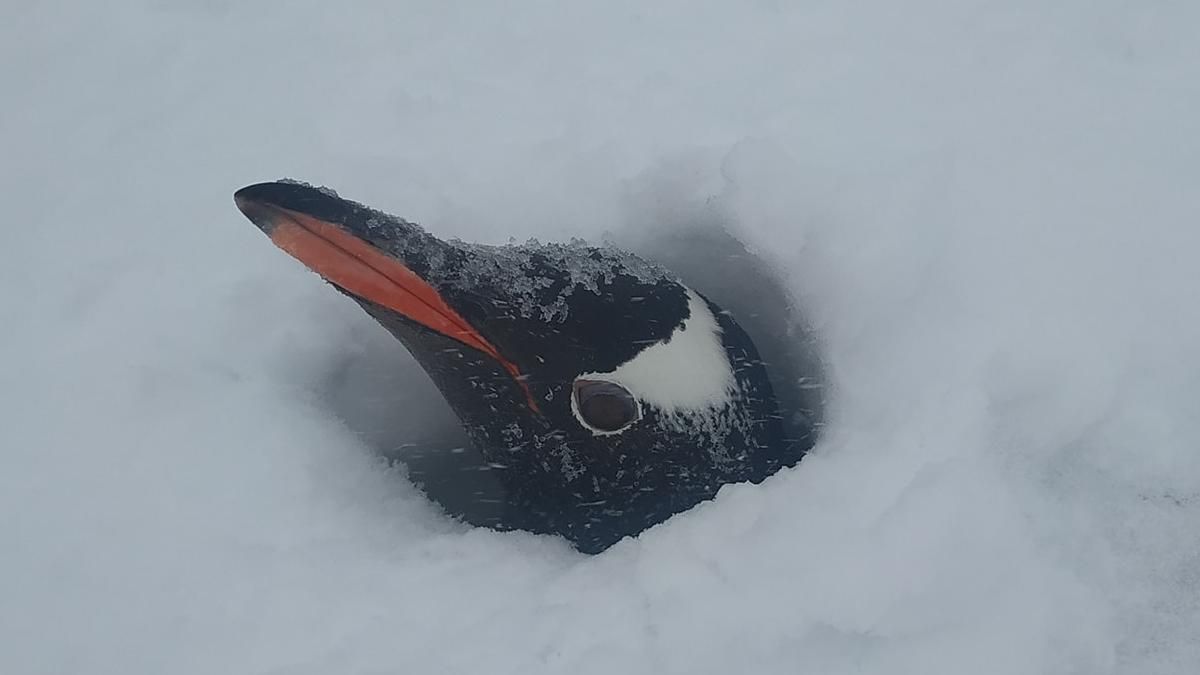 Засыпало гнезда пингвинов: возле станции "Вернадский" выпало рекордное количество снега