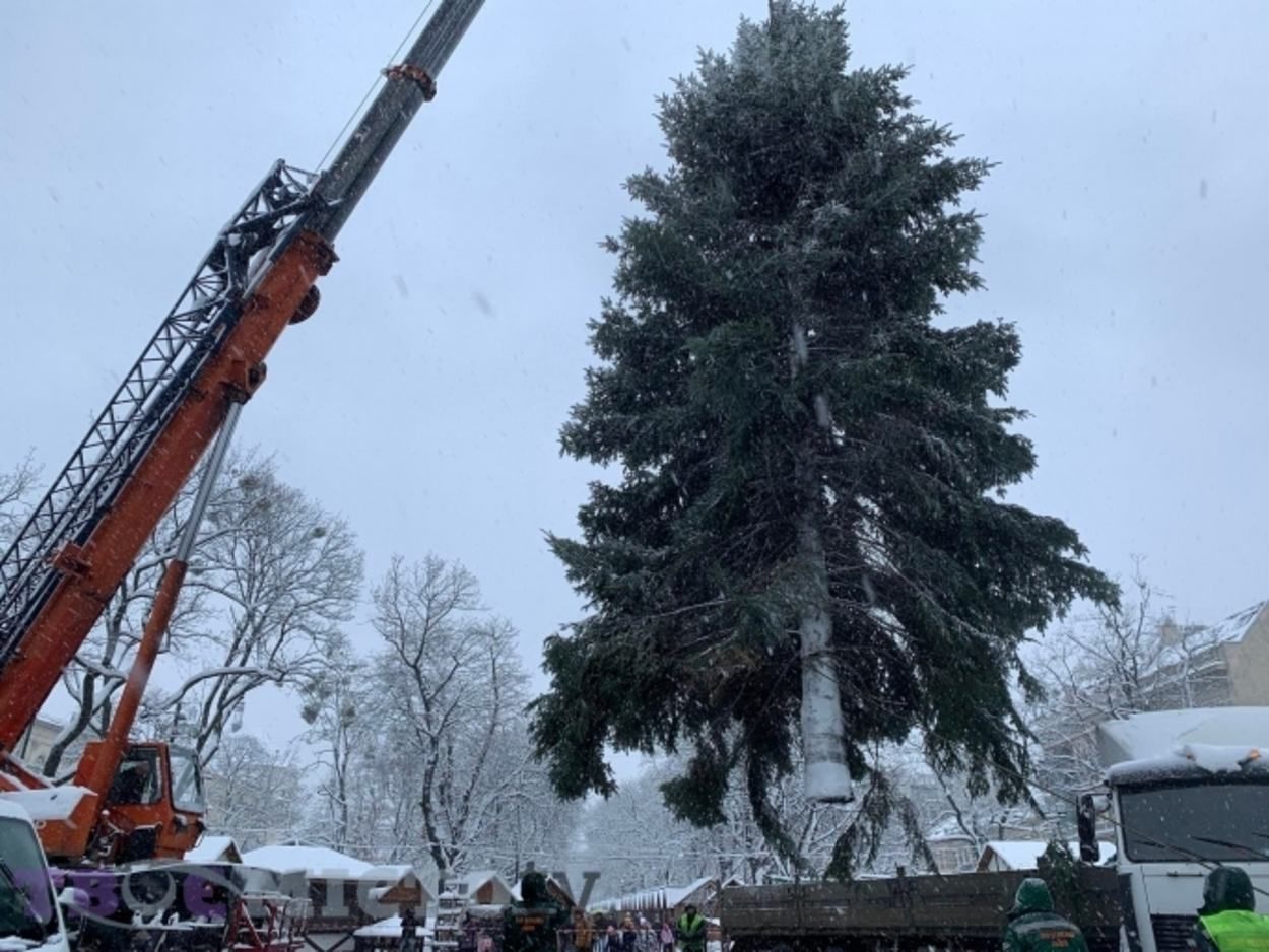 Очень пышная и красивая: в центре Львова установили главную елку Очень пышная и красивая: в центре Львова установили главную елку