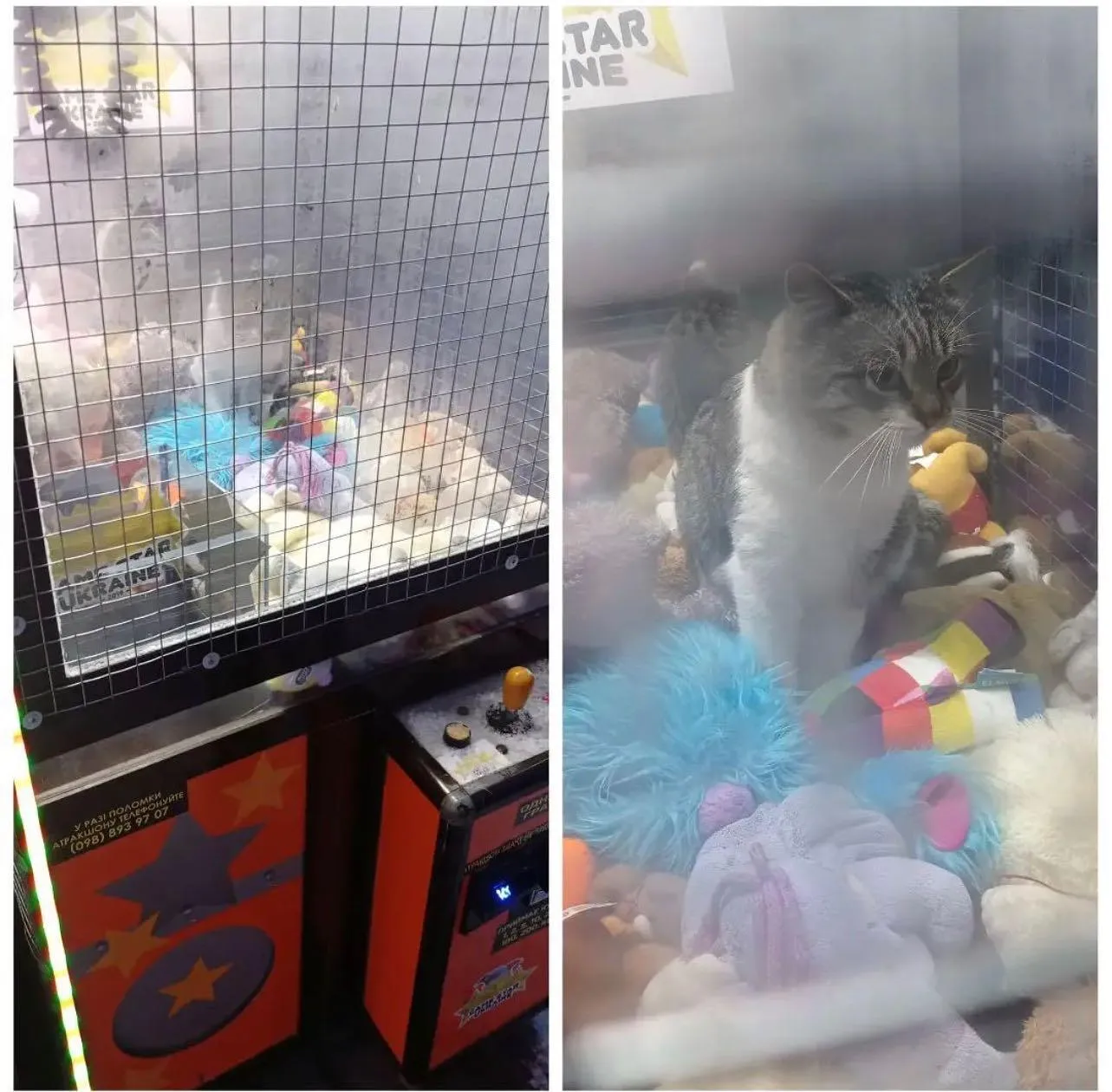 Кот сел прямо на мягкие игрушки