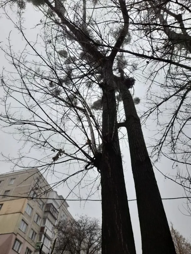 У Києві біля школи на жінку впала гілка, їй зашивали голову