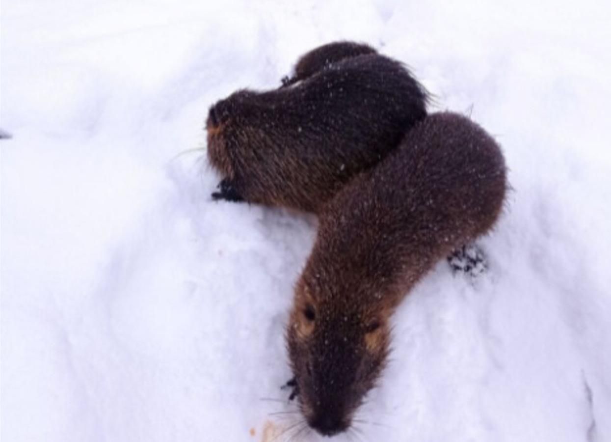 Возле озера во Львове поселились американские нутрии: забавное видео Возле озера во Львове поселились американские нутрии: забавное видео