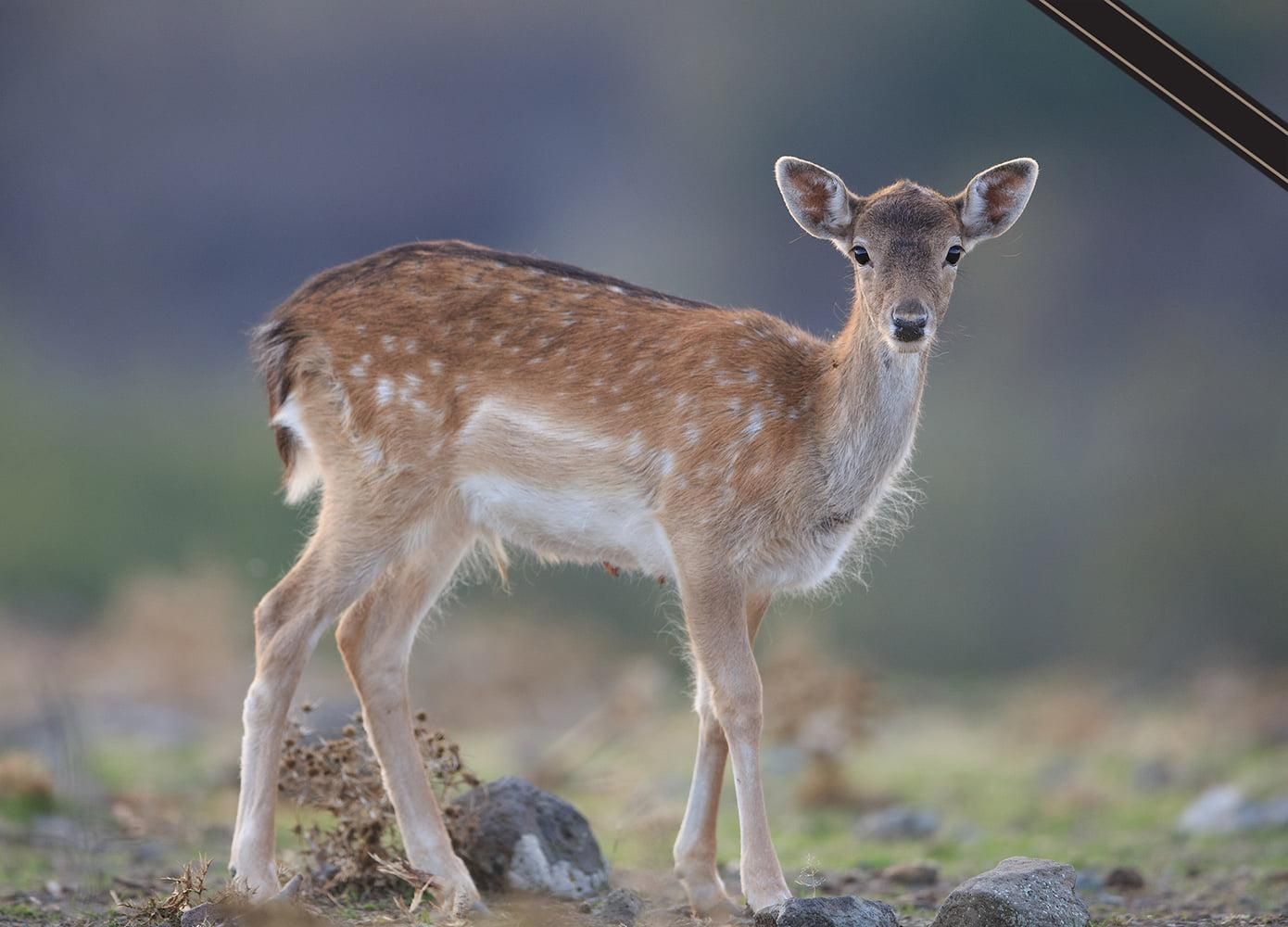 Під Ізмаїлом браконьєри вбили лань, яку лише поселили на острові - Одеса Під Ізмаїлом браконьєри вбили лань, яку лише поселили на острові - Одеса