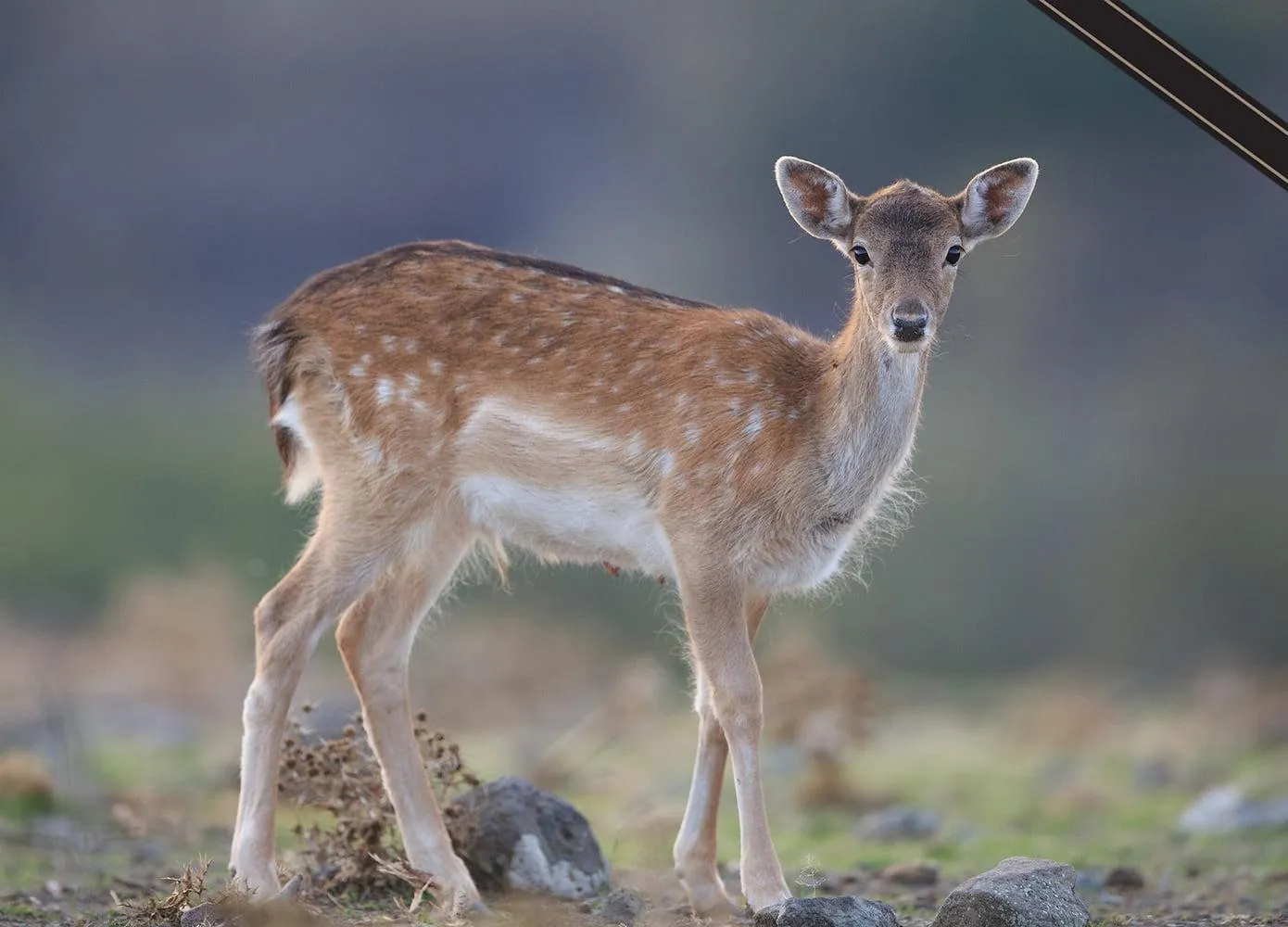 На Одещині браконьєри вбили лань, острів Єрмаків, Ізмаїл На Одещині браконьєри вбили лань, острів Єрмаків, Ізмаїл