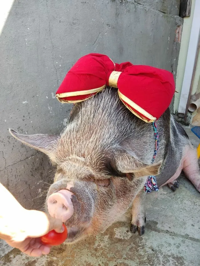 Мини-свинка выросла до 225 килограммов