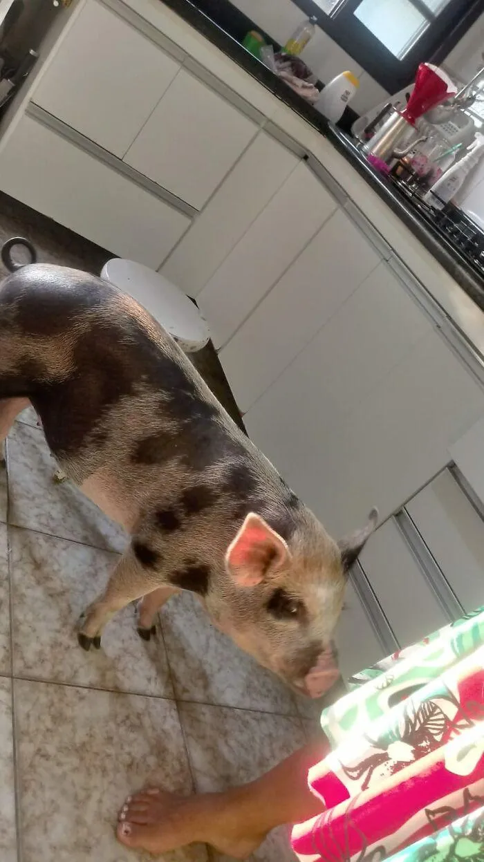 Міні-свинка виросла до 225 кілограмів