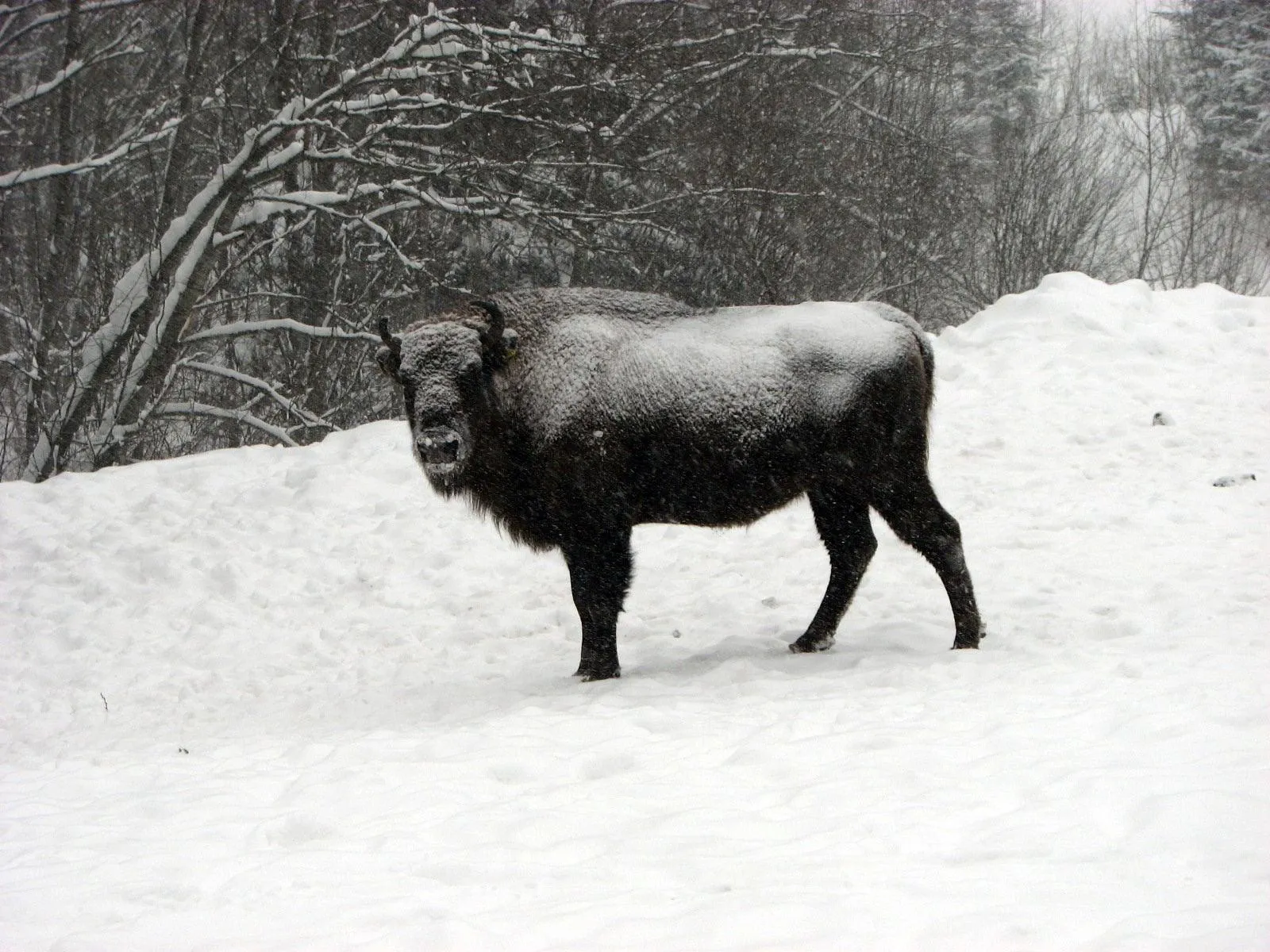 Велетні в снігу: як на Львівщині підгодовують зубрів